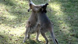 Wallaby fight [upl. by Namad904]