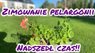 Zimowanie pelargonii  jak przezimować pelargonie [upl. by Casey]