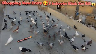 New Entry Shopping Ho Gaii Kabooter ki  6 girdan b Bhak Karr A gaii  Shapater Pigeons [upl. by Enymzaj487]