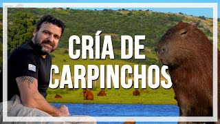 🔹CRÍA de CARPINCHOS especie AUTÓCTONA del Uruguay 🔹programa Contacto🌎🌍 [upl. by Annoiek]