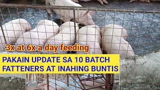 3x at 6x a day feeding PAKAIN UPDATE sa 10 batch fatteners at baboy inahing buntis l Dodong Villaran [upl. by Monarski53]