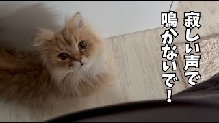 寂しい声で鳴く猫が走って甘える姿がかわいい。 [upl. by Dovev]