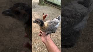 കോഴിക്ക് മരുന്ന് മേടിക്കാൻ പോയപ്പോൾ farmer chicken farming medical [upl. by Nauqan]