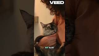 American🐱Shorthair Cat cat pets kitten 😍 shorts shortvideo animals short [upl. by Warring]