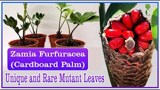 Zamia Palms  Zamia Furfuracea  Cardboard Palm [upl. by Humberto]