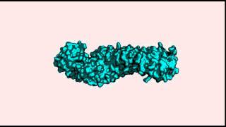 Mouse betacatenin ctnnb1 structure [upl. by Stanley]