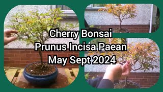 Cherry Bonsai Prunus Incisa Paean May Sep 2024 [upl. by Shelton550]