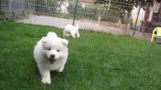 Samoyed puppies 6 weeks old [upl. by Jeconiah946]