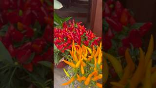 Ornamental Peppers plants decoration trending shorts [upl. by Annayhs406]