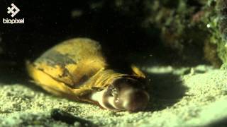 Epaulette shark [upl. by Three]