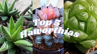 🪴Top 5 Haworthias 🪴🌵 Most beautiful succulents🌹 [upl. by Ynar986]