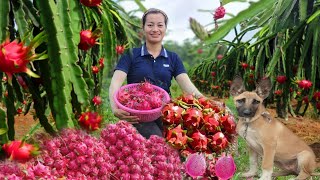 FULL VIDEO 150 Days of Harvesting Dragon fruit Guava Macadamia Fruit Longan to the market [upl. by Alya]