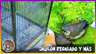 JAULÓN de vuelo REGALADO Y 🦜 [upl. by Rupert]