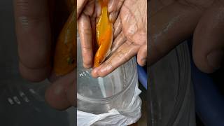 Bottal k andr se machliya nikal di aquarium petfish petsvlog aquascape pets goldfish [upl. by Ennaeirb764]