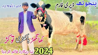 Panjutha Dairy Farm in Pakistan  Top Class Khangher Cow  Biggest Milking Cow  14 November 2024 [upl. by Aicatsana]