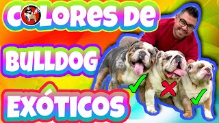 COLORES DE BULLDOG EXOTICO CON HECTOR BOLAÑOS [upl. by Nelan75]