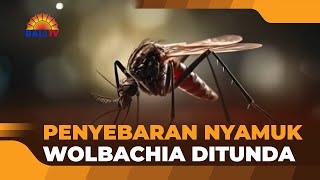 PENYEBARAN NYAMUK WOLBACHIA DITUNDA [upl. by Leanard637]