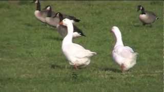 Natuurwandeling Pijnacker  blauwe reigers witte gans kleine roofvogel en meer [upl. by Kress]