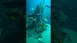 Monterey Moments aquarium [upl. by Eifos]