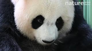 Close up shot of Giant panda Huan Huan’s face Beauval Zoo France August [upl. by Llemij]