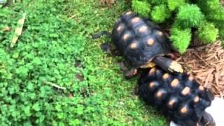 Tortoise Mating [upl. by Ynttirb]