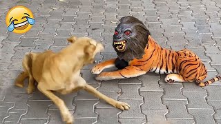 शैतान कुत्ते ने जब देख लिया भूतिया शेर FUNNIEST ANIMAL MOMENTS CAUGHT ON CAM 14 [upl. by Tayyebeb]