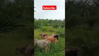 Pakan yang sangat mencukupi untuk usaha peternakan di kampungshortsvideo adventure petanimuda [upl. by Nirhtak]