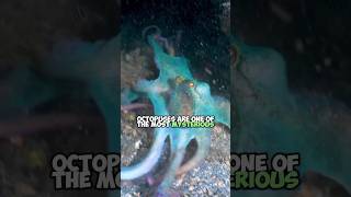 Masters of Camouflage The Incredible ColorChanging Octopuses [upl. by Birkett]