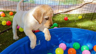 Labrador Puppies Enjoy The Water Park [upl. by Eeleak]