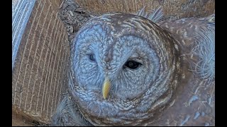 Owl nesting box in Wake Forest NC [upl. by Ivgnout]