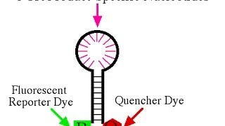 Real time PCR using scorpion primer [upl. by Ashely642]