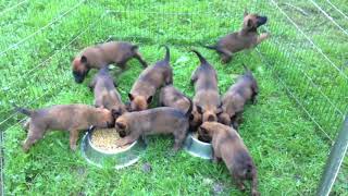 Chiots malinois 5 semaines de Cannelle amp Hot Dog  2014 [upl. by Kellyn]