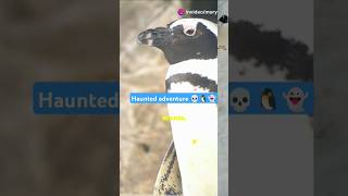 Be brave little penguin story with ghostsfunnyanimals shorts penguin [upl. by Sundberg9]