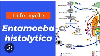 Entamoeba histolytica life cycle in just 20 minutes [upl. by Rainger]