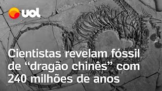 Fóssil de dragão chinês com 240 milhões de anos é revelado por cientistas confira [upl. by Huckaby]