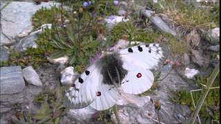 Parnassius sacerdos Petit Apollon mâle butinant [upl. by Poulter]