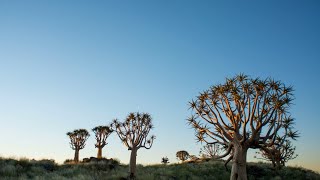 The Quiver Tree Forest Kenhardt Northern Cape  Timelaps [upl. by Reltuc364]