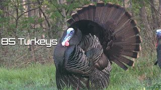 85 Turkeys in 8 Minutes  Turkey Hunting [upl. by Cuthburt157]