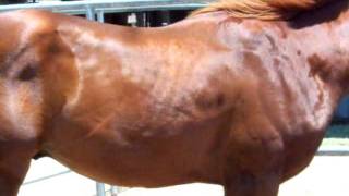 DILLON UPDATE MUSCLE FASCICULATIONS IN HORSE NORMALLY SEEN IN HUMANS [upl. by Alina]