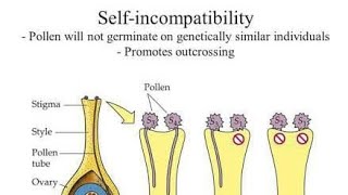 Self Incompatibility  Gametophytic amp Sporophytic system [upl. by Jannelle286]