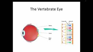 AH Biology 14d Part 2  The Vertebrate Eye [upl. by Ahsead]