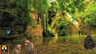 Jungle Sounds  Rainforest Ambience and Animals Sounds for Sleeping Studying Relaxation  8 Hours [upl. by Romano997]