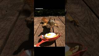 How do you like your eggs squirrel funnysquirrels [upl. by Drofnelg]