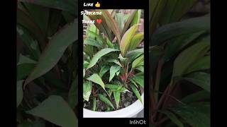 How to grow Cordyline  Ti Plant shorts indoorplants youtubeshorts [upl. by Elesig]