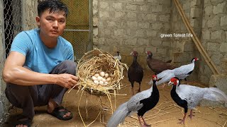 White pheasants lay eggs Build a house to raise pheasants Robert  Green forest life [upl. by Ellirpa]