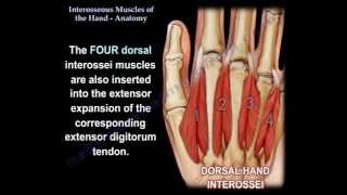 Anatomy of the Upper Limb Interossei and Lumbricals [upl. by Phaidra653]