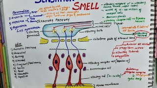 Sensation Of Smell Olfactory Pathway  Physiology [upl. by Slaohcin]