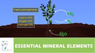 ESSENTIAL MINERAL ELEMENTS PART 01 [upl. by Giana]