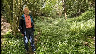 Wild Garlic with John Feehan in May Wildflowers of Offaly series [upl. by Anelaj]