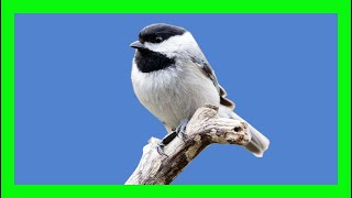 Carolina Chickadee Song Carolina Chickadee Call Carbonero De Carolina Canto Poecile Carolinensis [upl. by Tod]